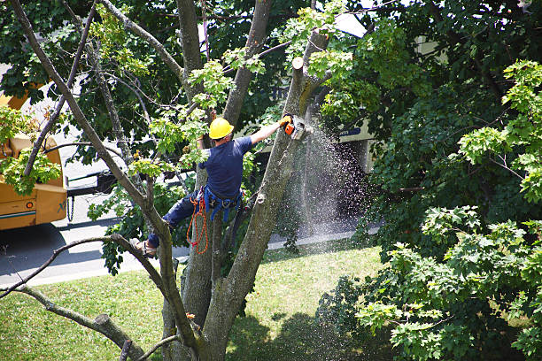 Best Lawn Grading and Leveling  in Paoli, IN