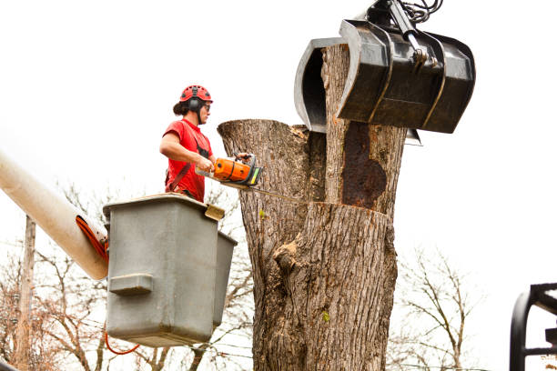 Best Leaf Removal  in Paoli, IN